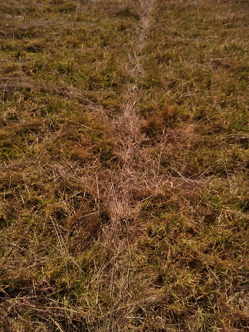 Photograph of Circular Grass Field